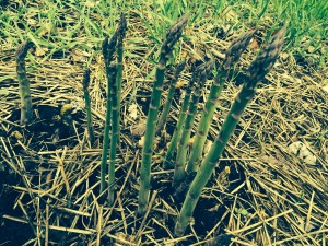 Great perennial content is like asparagus -- plant it once and harvest for the next 20 years.