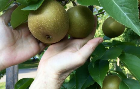 Abundant Harvest of Asian Pears