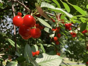 cherry tree with ripe red fruit